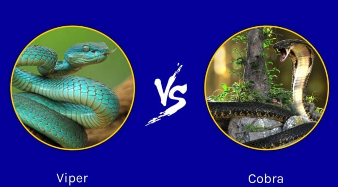 Viper vs Cobra: qual è la differenza?
