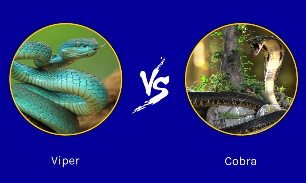 Viper vs Cobra: qual è la differenza?