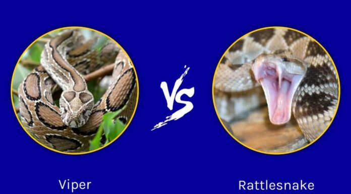 Vipera contro serpente a sonagli: in cosa differiscono?
