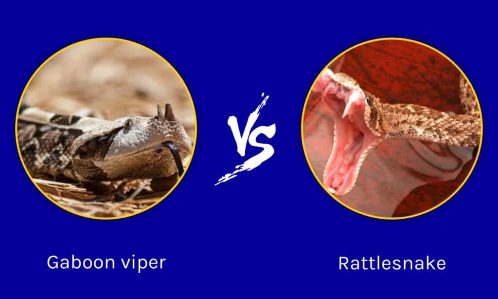 Vipera del Gabon e serpente a sonagli: quali sono le differenze?