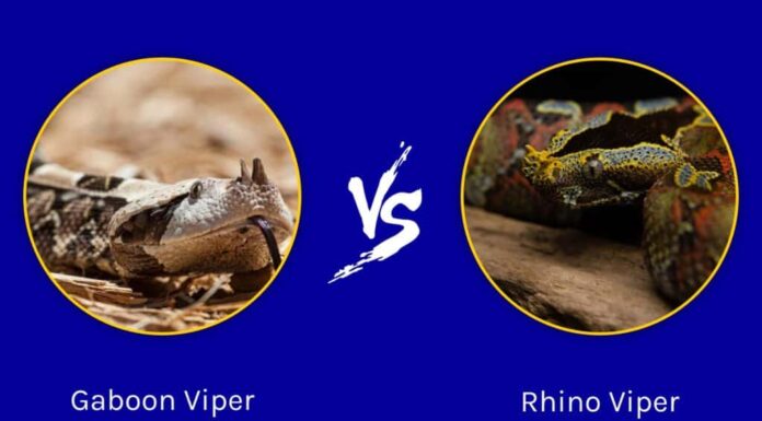 Vipera del Gabon e vipera rinoceronte: qual è la differenza?
