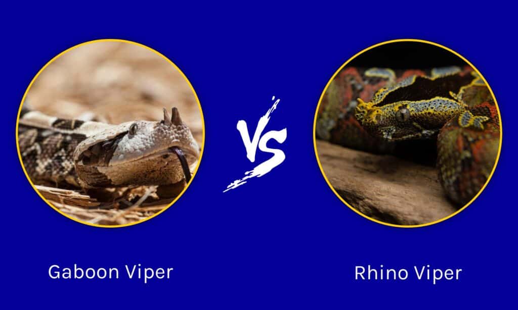 Vipera del Gabon e vipera rinoceronte: qual è la differenza?
