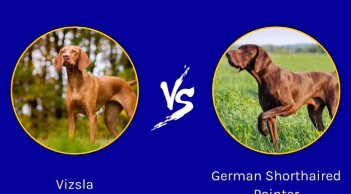 Vizsla contro Bracco tedesco a pelo corto