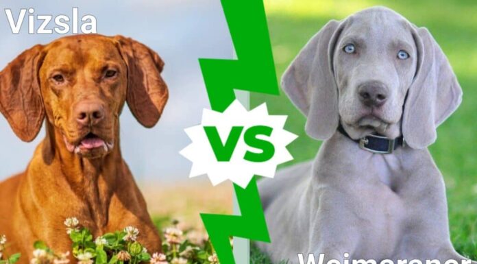 Vizsla contro Weimaraner