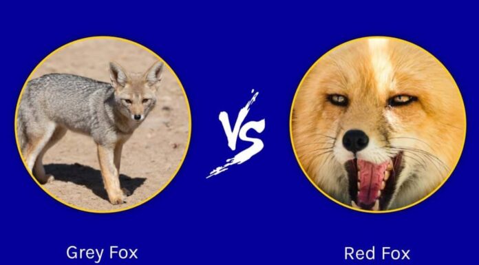 Volpe grigia e volpe rossa: quali sono le differenze?
