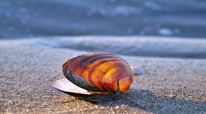 vongola molle abbandonata