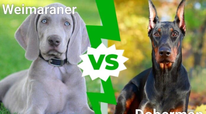 Weimaraner contro Dobermann