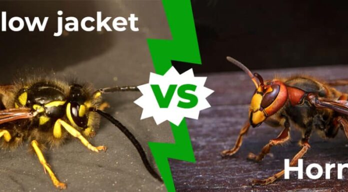 Giacca gialla contro calabrone