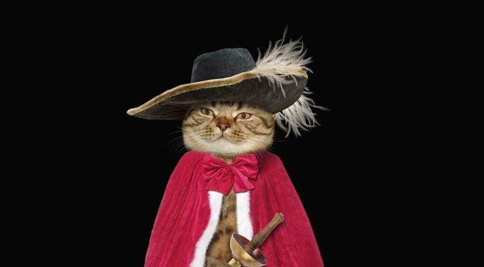 Il gatto sembra un vero moschettiere. Sfondo nero.