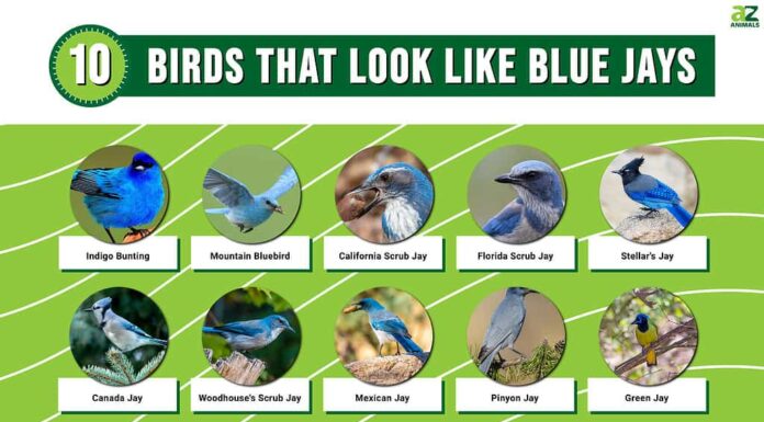 10 uccelli che assomigliano alle ghiandaie azzurre (e come individuare la differenza)
