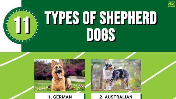 11 tipi di cani da pastore
