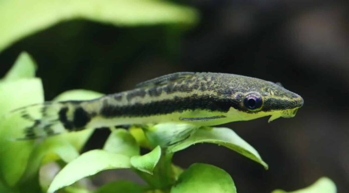 Primo piano di un otocinclus in un acquario piantumato
