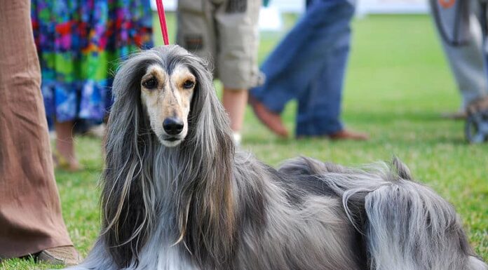 I levrieri afghani sono cani da esposizione popolari.