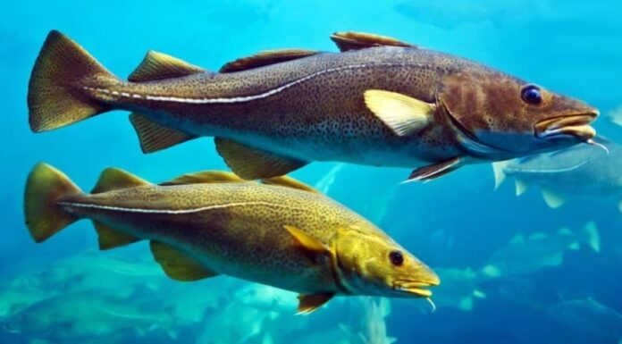 Merluzzi in un acquario, Alesund, Norvegia.