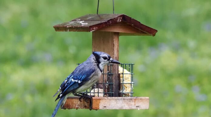 ghiandaia azzurra all'alimentatore