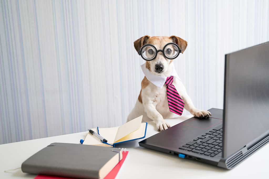 Adorabile cane nerd Boss che lavora a un progetto da remoto in conferenza online.