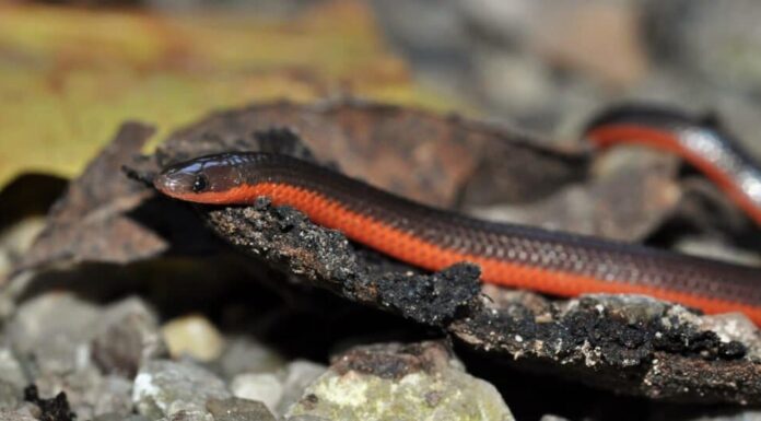 Serpenti nel Mississippi - Serpente verme