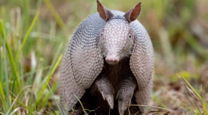 Sono mammiferi armadilli