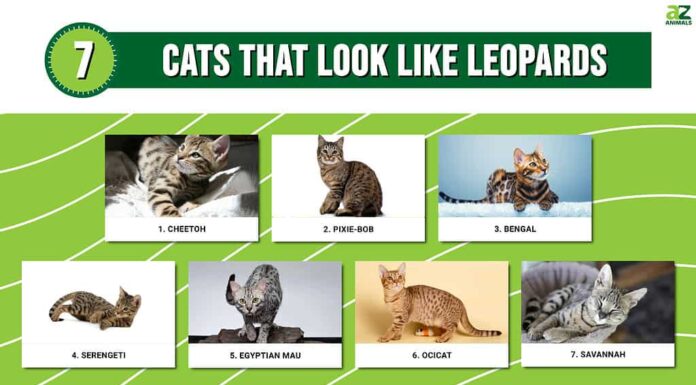 7 gatti che sembrano leopardi (con foto!)
