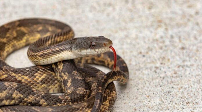 La pelle del serpente ratto del Texas può essere di vari colori, tra cui verde, bruno-rossastro o giallo, con ventre e testa grigi.