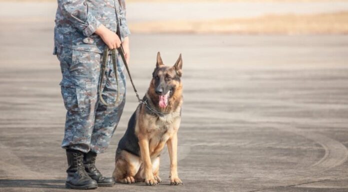 Animali usati in guerra