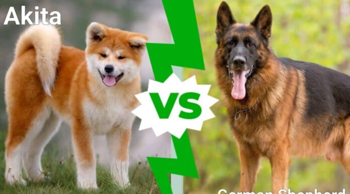 Akita contro pastore tedesco