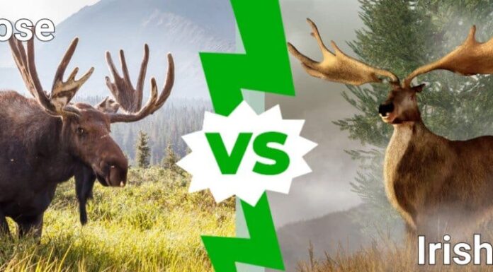Alce irlandese contro alce
