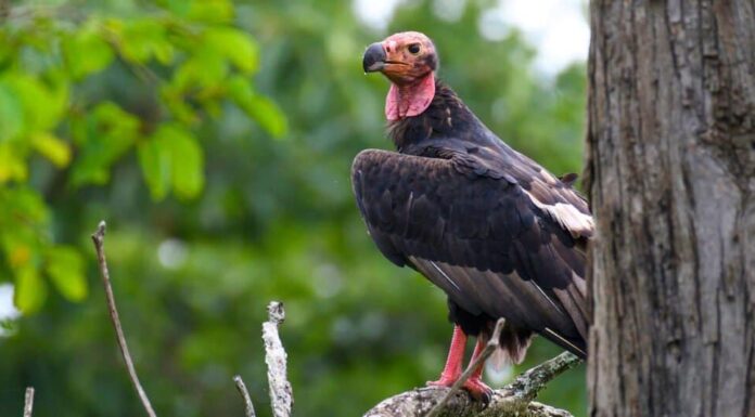 avvoltoio dalla testa rossa su un albero