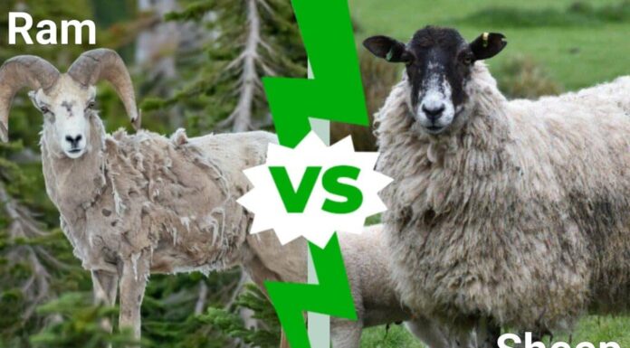 Arieti contro pecore: qual è la differenza?
