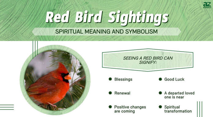 Avvistamenti di uccelli rossi: significato spirituale e simbolismo
