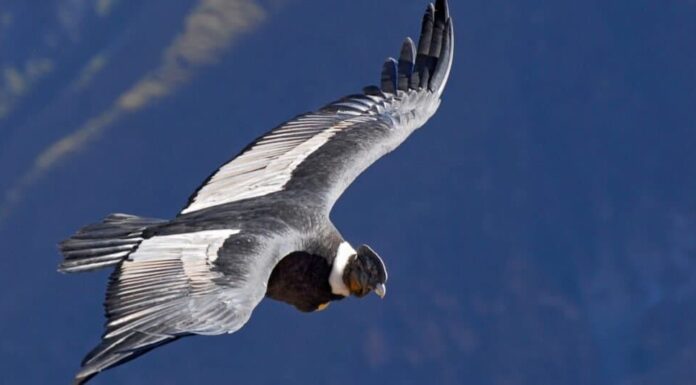 Avvoltoio contro Condor