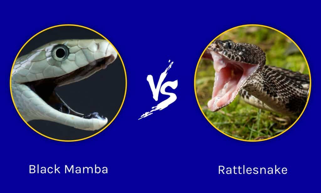 Black Mamba contro Rattlesnake: chi vincerebbe in uno scontro?