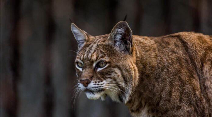 Colpo alla testa di un gatto selvatico