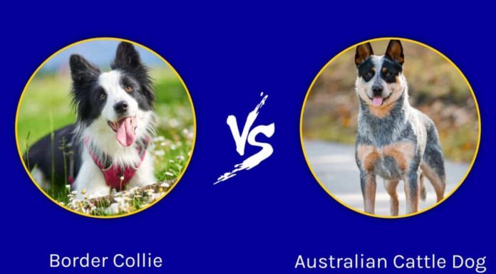 Border Collie e Australian Cattle Dog: quali sono le differenze?
