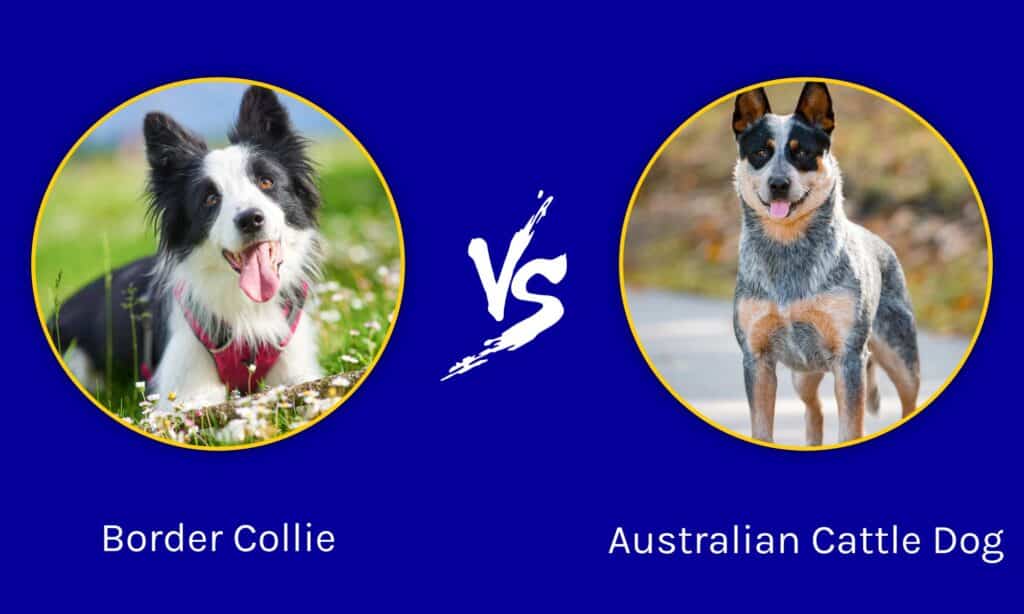 Border Collie e Australian Cattle Dog: quali sono le differenze?