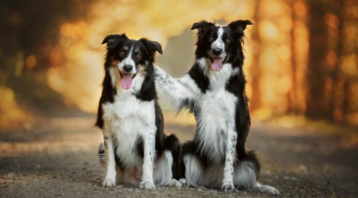 Cani da ricerca e soccorso - Border Collie