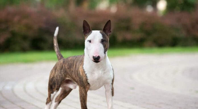 Differenze chiave tra Boston Terrier e Bull Terrier