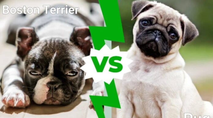Boston Terrier contro carlino