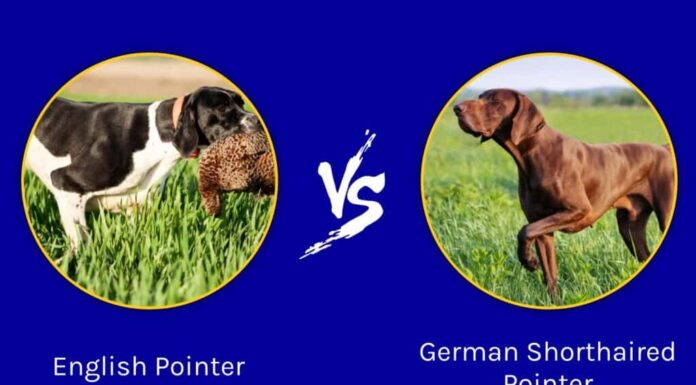 Bracco inglese contro Bracco tedesco a pelo corto