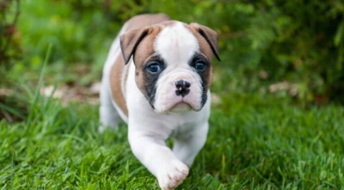 Cucciolo di bulldog americano sdraiato