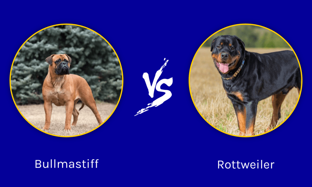 Bullmastiff vs Rottweiler: spiegate le differenze principali