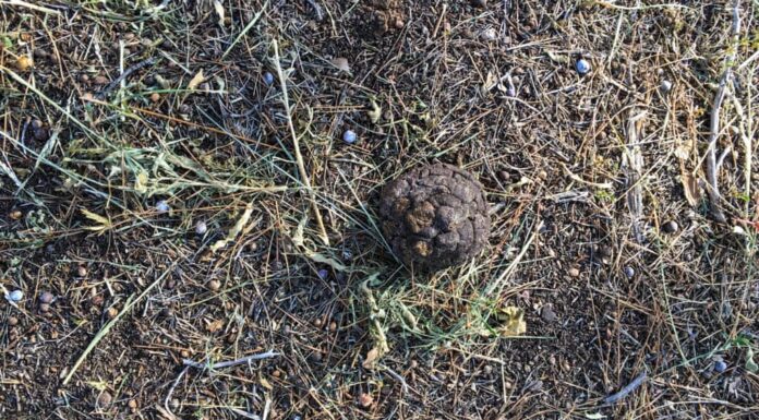 Escrementi di leone di montagna