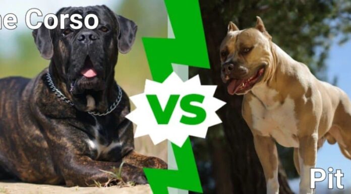 Cane Corso contro Pitbull