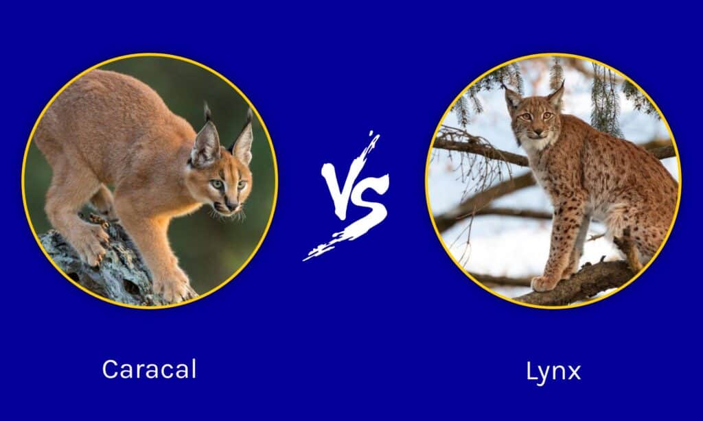 Caracal vs. Lynx: quali sono le 8 differenze principali?