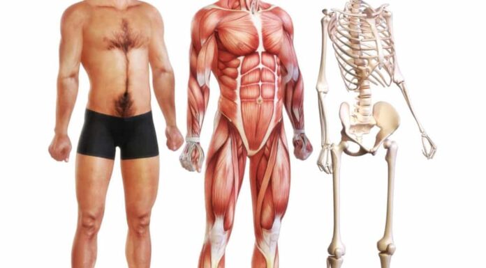 Carne di coccodrillo: i benefici e i rischi del consumo di questa carne esotica
