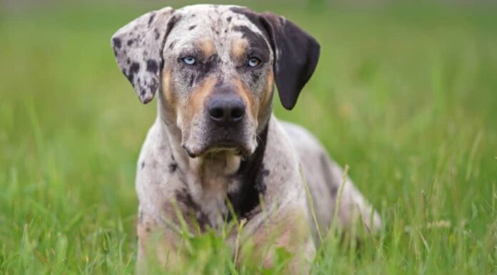 Leopardo Catahoula da vicino