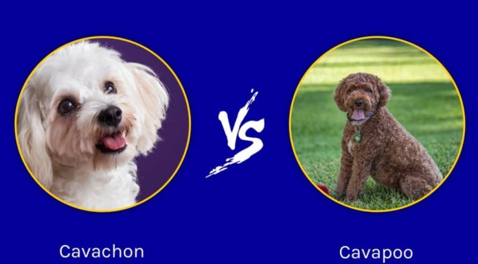 Cavachon vs Cavapoo: quali sono le differenze?
