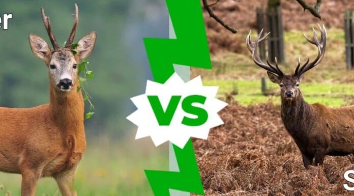 Cervo contro cervo