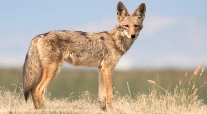 coyote in piedi nel campo