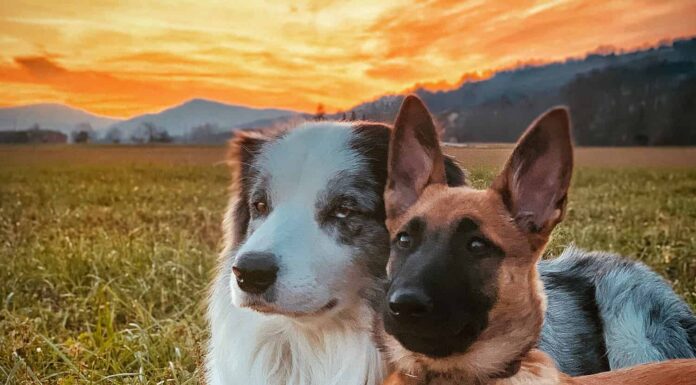 2 migliori amici, un border collie blu merle e un cucciolo di pastore belga malinois